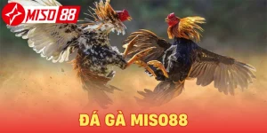 Đá Gà Miso88 - Trực tiếp các trận đá gà khắp châu Á