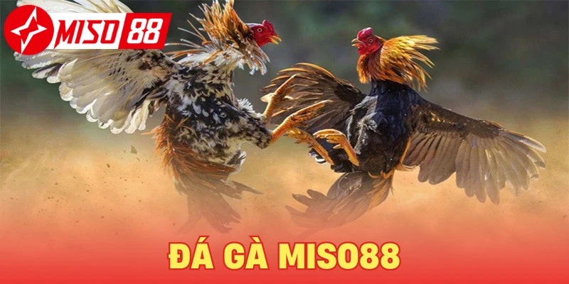 Đá Gà Miso88 - Trực tiếp các trận đá gà khắp châu Á